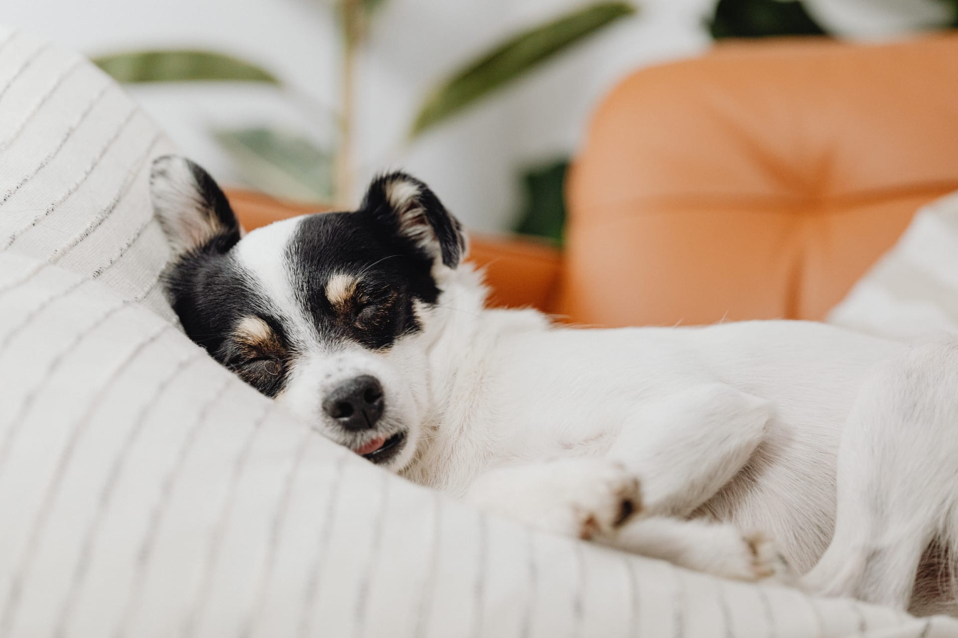 Melatonin dog aggression sales